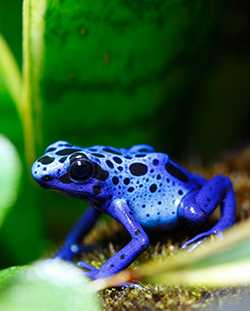 A bright blue poison dart frog sits on a leaf