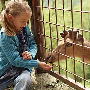 A girl at a petting zoo with deer. 