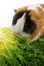 A guinea pig nibbles on green leaves