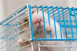 A hamster bites his cage