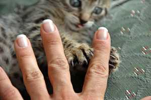 kitten playing with a person's fingers