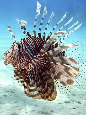 Common lionfish with many sharp spines. 