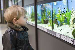 Little boy examines fish in a pet store. 