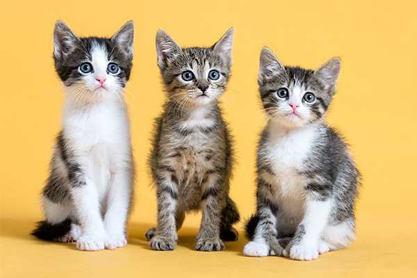 Three kittens sitting