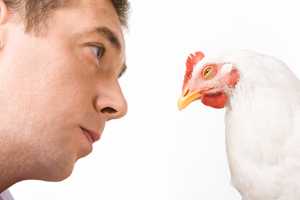 A veterinarian looks closely at a chicken for signs of illness