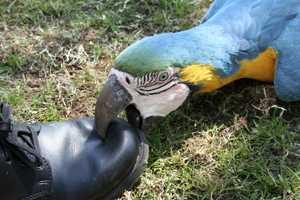 Parrot biting boot