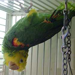 	Parrot hanging upside-down in a cage.