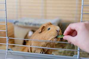 A guinea pig eats zucchini.