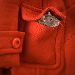 A rat peeks out of coat pocket.