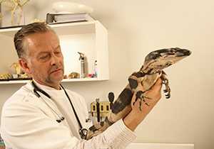 A veterinarian examines a reptile