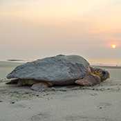 Sea turtle on a beach with the sun setting.