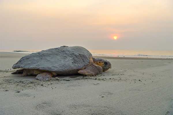 	Sea turtle on a beach with the sun setting.