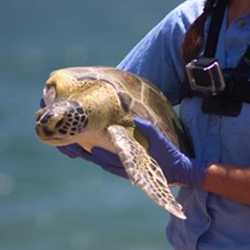 	Sea turtle being returned to the sea