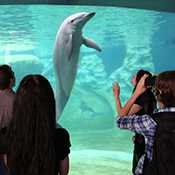 Dolphin in a tank in front of a crowd.