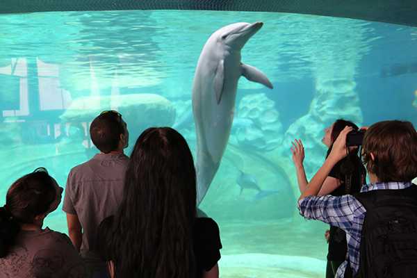 Dolphin in a tank in front of a crowd.