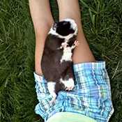 Guinea pig laying on a young teens lap on the grass outside.
