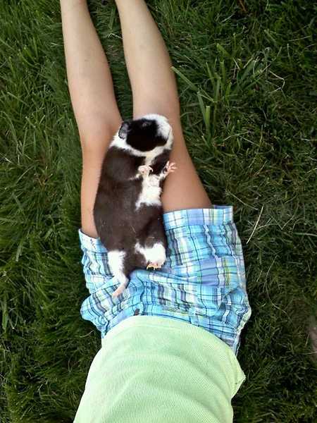 	Guinea pig laying on a young teens lap on the grass outside.