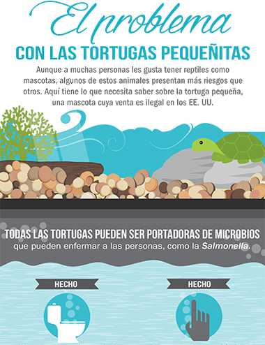  Cubierta de la ilustración para el problema con las tortugas minúsculas