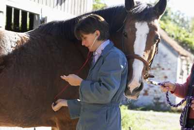 female veterinarian examines a horse