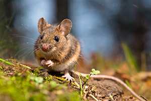 will wood mouse