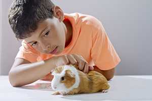 Young boy examines his guinea pig