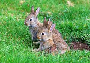 young rabbits on the grass
