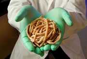 Ascaris lumbricoides worms passed by a child in Kenya. CDC/Henry Bishop 