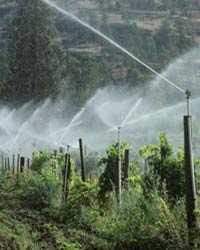 Photo: Sprinklers watering crops