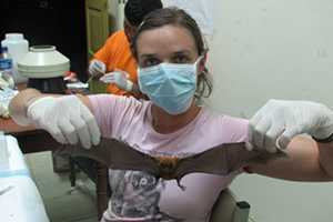 Dr. Elizabeth Falendysz displays a fishing bat, Noctilio albiventris, during necropsy in Chiriaco, Peru 2010.