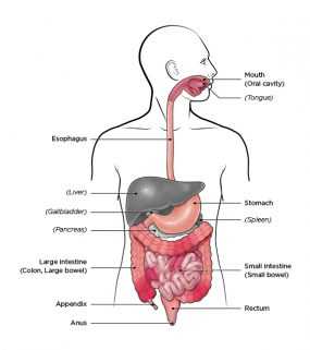Image shows the human digestive system with areas affected by Crohn's Disease highlighted