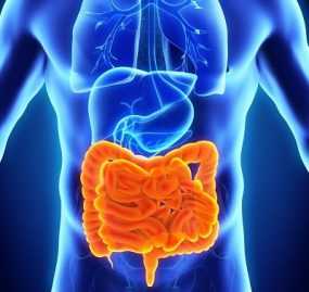 Human anatomy focused on intestine in orange color