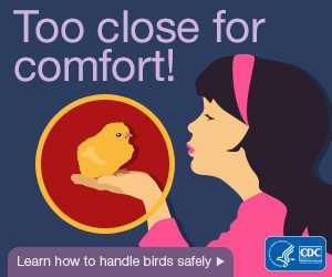 Too close for comfort! Learn how to handle birds safely.