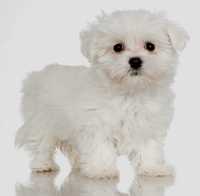 	Maltese puppy.