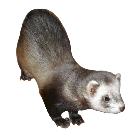 A young ferret.