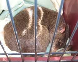 A Gambian pouch rat curled up and asleep in a cage.