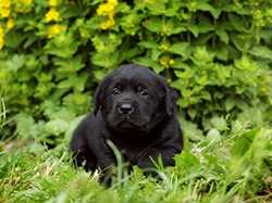 A puppy sitting in the grass.