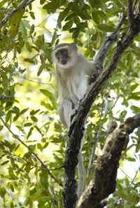 	A vervet monkey rests amid branches.
