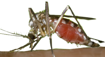 Aedes triseriatus mosquito