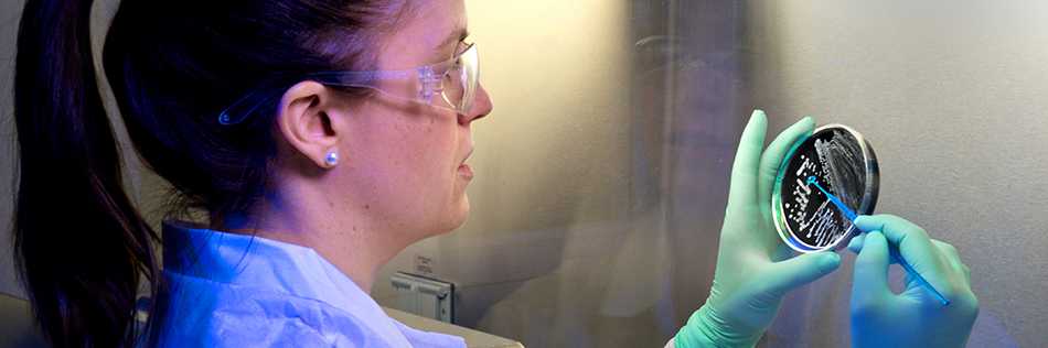 Lab worker examining petri dish.
