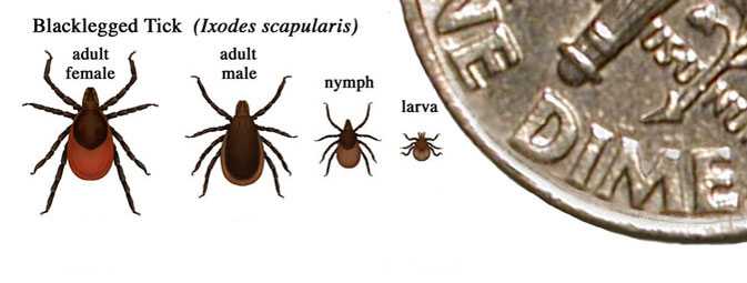 Relative sizes of several ticks at different life stages. In general, adult ticks are approximately the size of a sesame seed and nymphal ticks are approximately the size of a poppy seed.