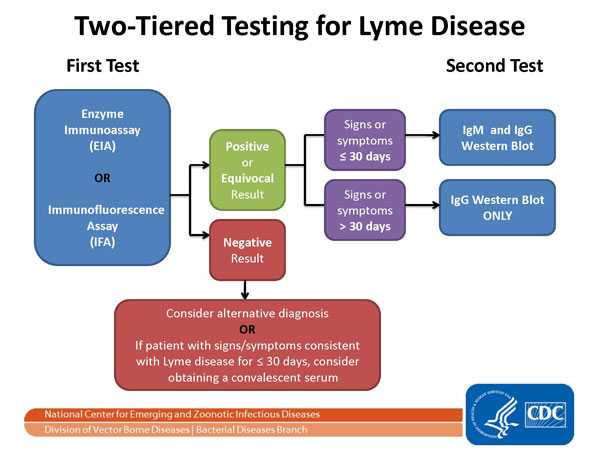 The two-Tier testing decision tree describes the steps required to properly test for Lyme disease