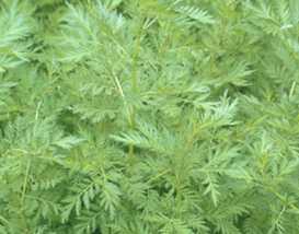 Picture of a sweet wormwood plant (Artemisia annua)