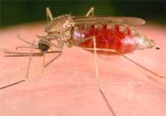 Anopheles freeborni mosquito pumping blood
