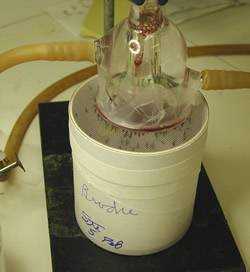 Mosquitoes being fed experimentally using a parafilm membrane; the blood meal is pumped on top of the membrane.