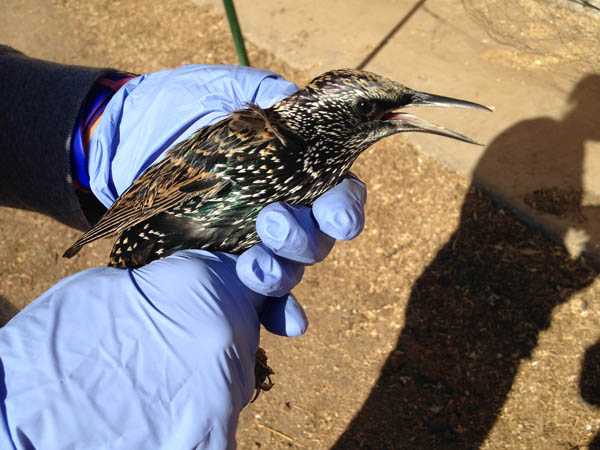 In October 2015, during a concurrent outbreak of West Nile virus and St. Louis Encephalitis virus in Arizona, experts from the CDC Arboviral Diseases Branch came to assist in a bird study to look for evidence of either disease to try to see if there was a change in the natural host bird species that typically carries these viruses in Arizona. This starling was one of many birds that was caught and leg banded, had a blood sample drawn, and was released.