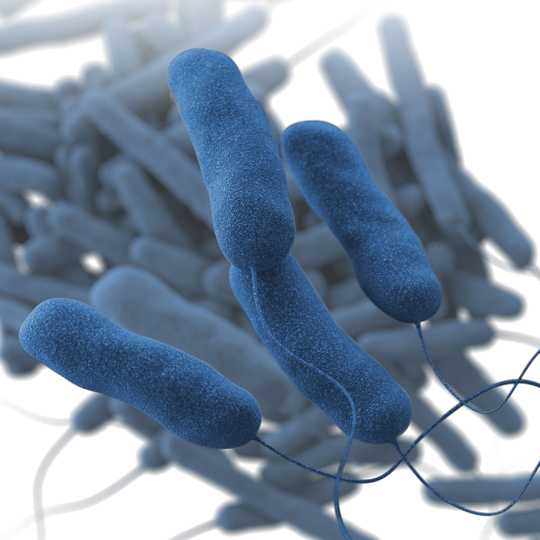 Illustration of Legionella pneumophila, the bacterium that causes the majority of Legionnaires’ disease cases and outbreaks.