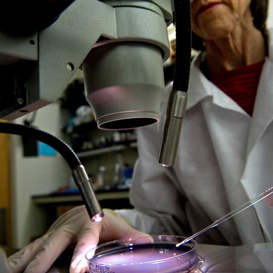 A CDC microbiologist examines a plate for Legionella growth.