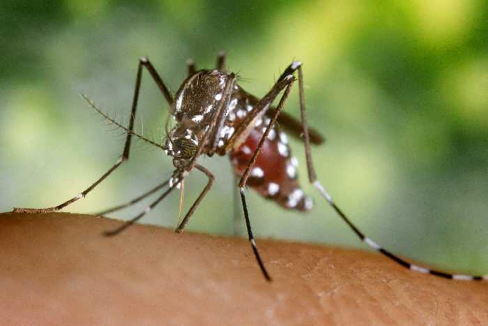 A blood-engorged female Aedes albopictus mosquito feeding on a human host. Photo: James Gathany 