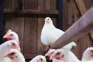 Multiple Multistate Outbreaks of Human Salmonella Infections Linked to Live Poultry in Backyard Flocks