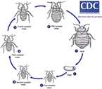 Diagram of the lifecycle for a bedbug